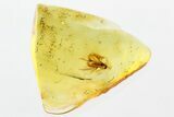 Detailed Fossil Long-Legged Fly (Dolichopodidae) in Baltic Amber #346651-1